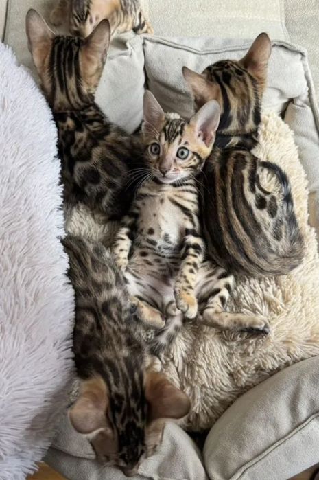 Бенгальские котята