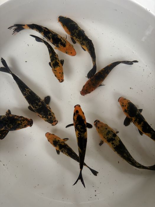 Crapi koi japonezi si carași cometa