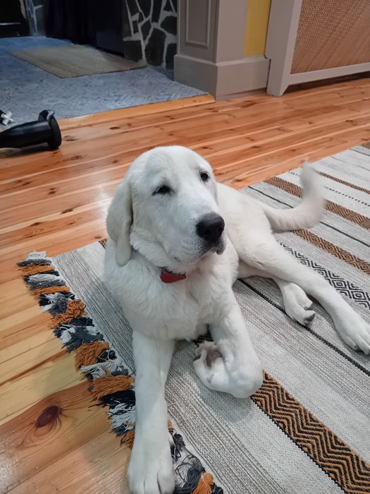 Ciobanesc de Asia Centrala