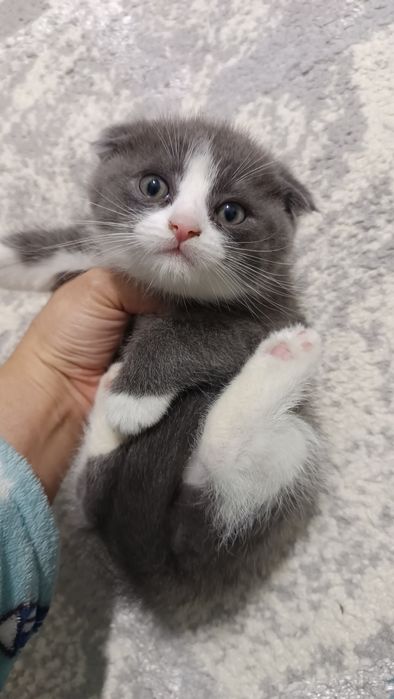 Продаётся котёнок скотиш фолд