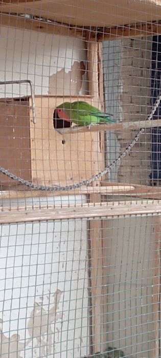 Сотилади.Неразлущка.Нархи пара 400000 сум