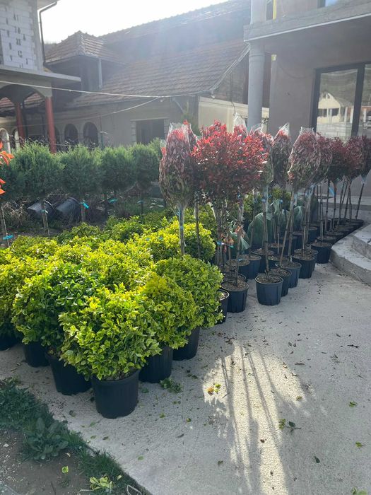 Transformă-ți curtea cu plante ornamentale de calitate
