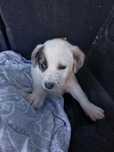 Catei pt adoptie