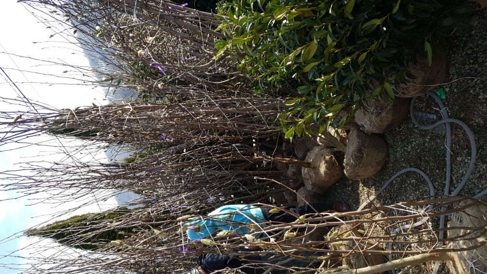 Tuia smaragd de calitate extra Si magnolie solangeana