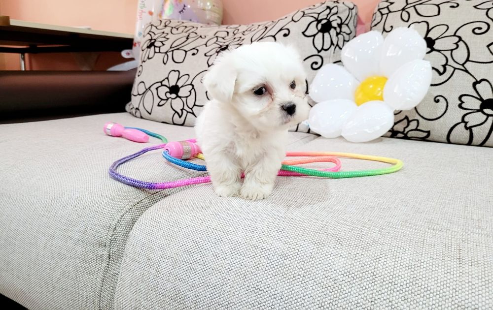 Bichon maltez toy
