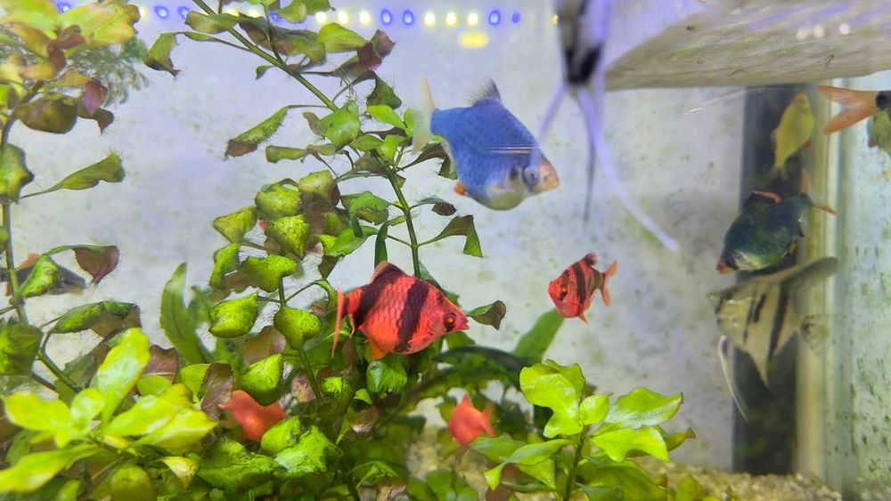 Акварюмный рыбки Барбус Балиги