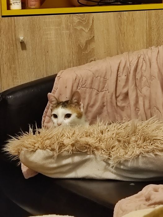 Pisica spre adopție