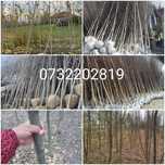 Mesteacăn, tei, platan, paltin, stejar, tuia, brazi