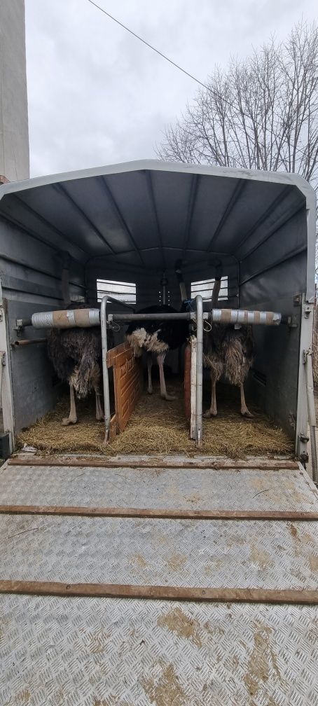 Remorca de 3 cai bockmann din aluminiu pentru transport animale