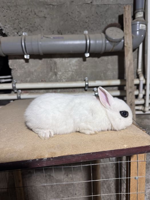 Karlik quyon hatot blan baran