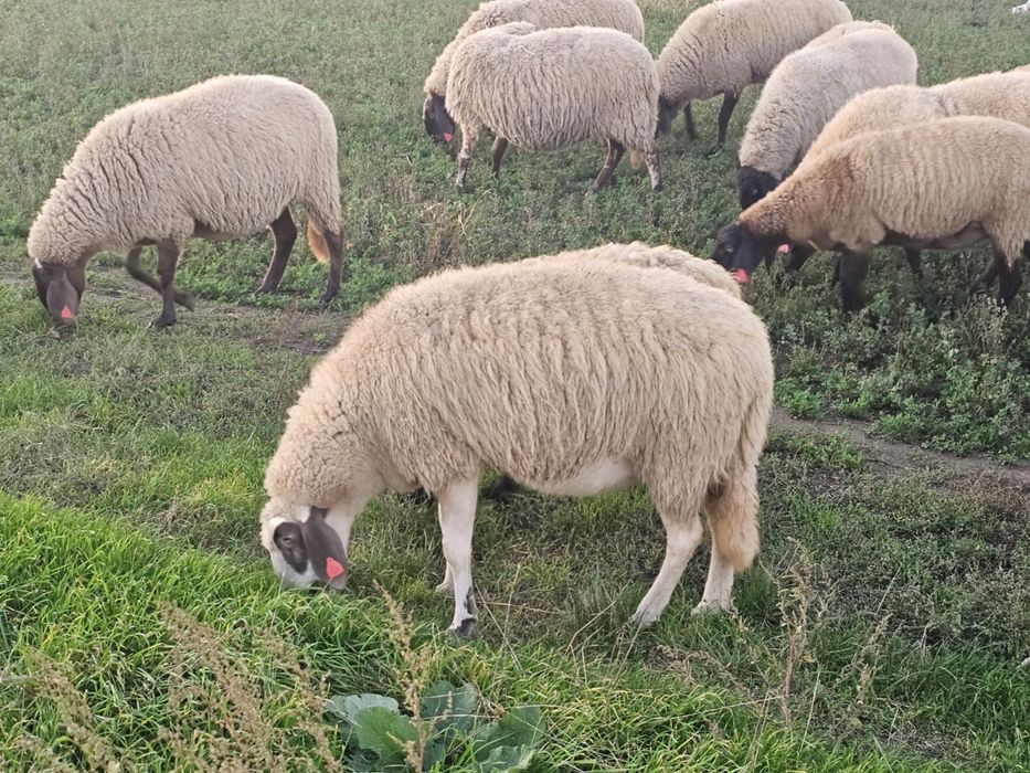 Oi Carabase de Teleorman