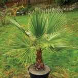 Palmier Washingtonia 15- 30 cm - Plantă de Grădină