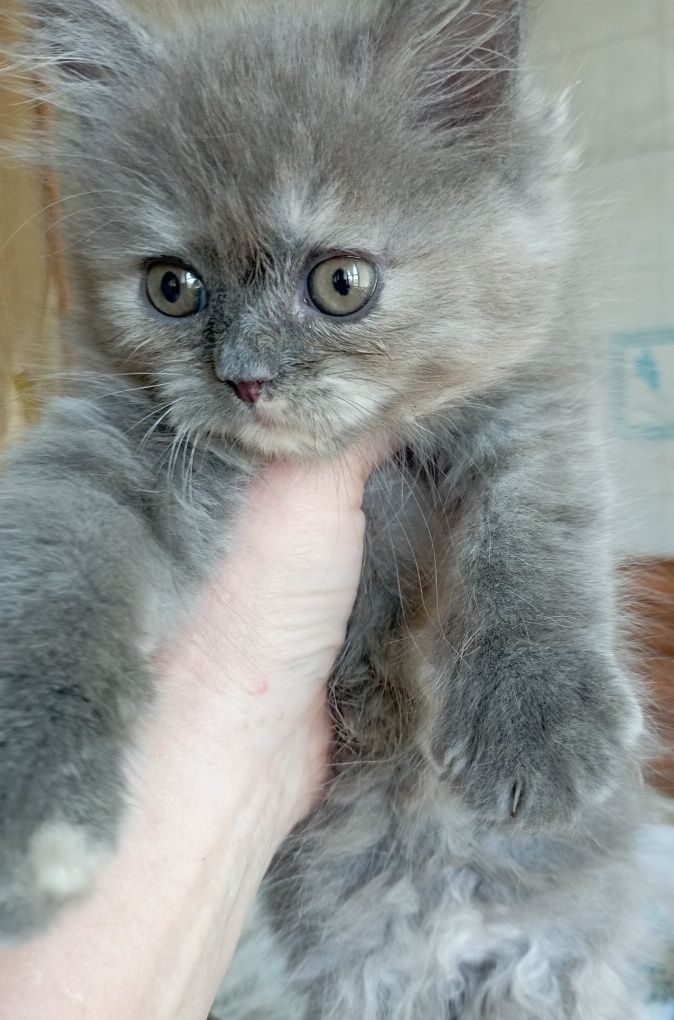 Котёнок 2 мес. девочка