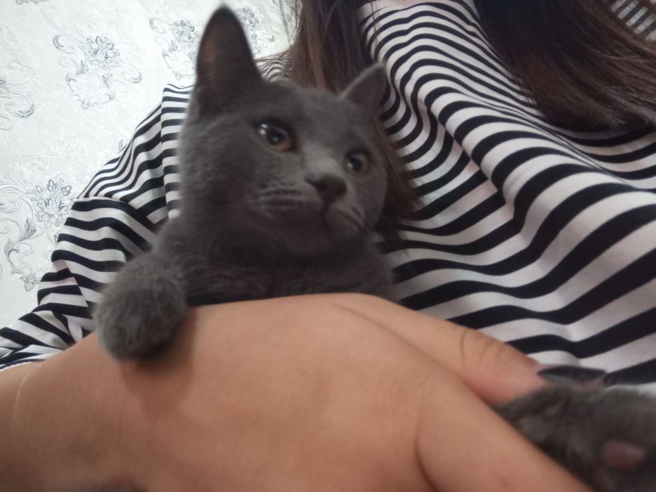 Toza uy mushugi sotiladi