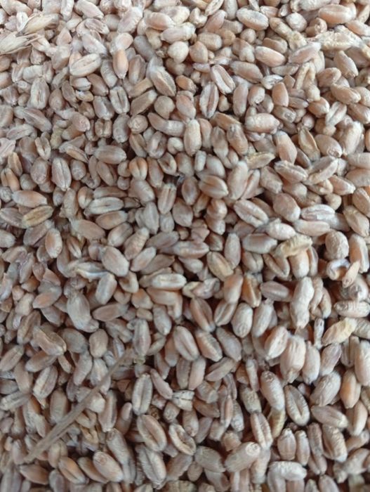 Продавам пшеница