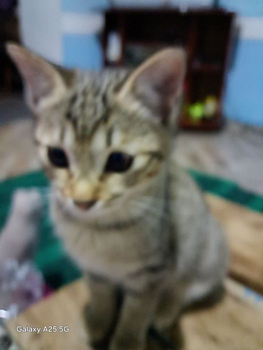 Котята в хорошие руки