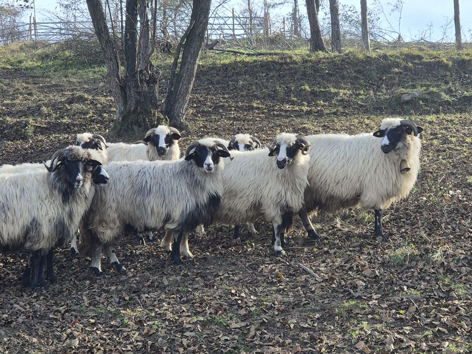 Vand 14 oi și un berbec  , doar una este la a 4 fatare .