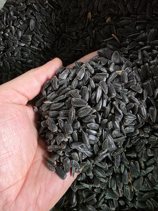 Семечка. Семена подсолнуха. Семечки