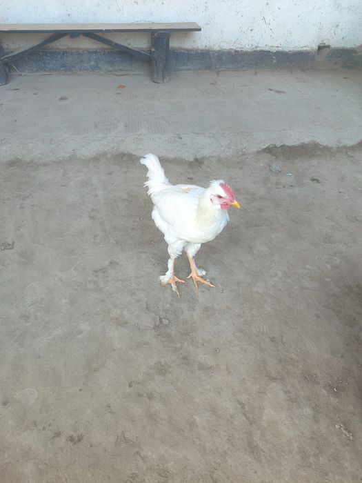 Zotli yosh xoʻrozlar sotiladi