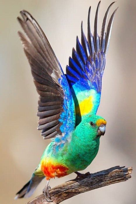 Певчий много цветный