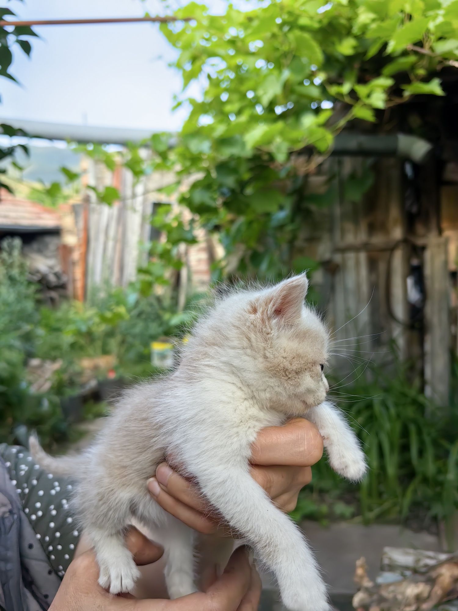 Подарявам малки котета