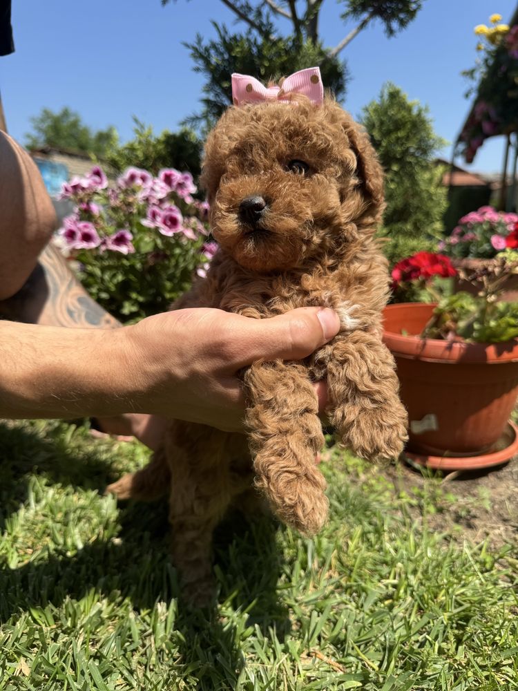 Toy poodle / Той пудел