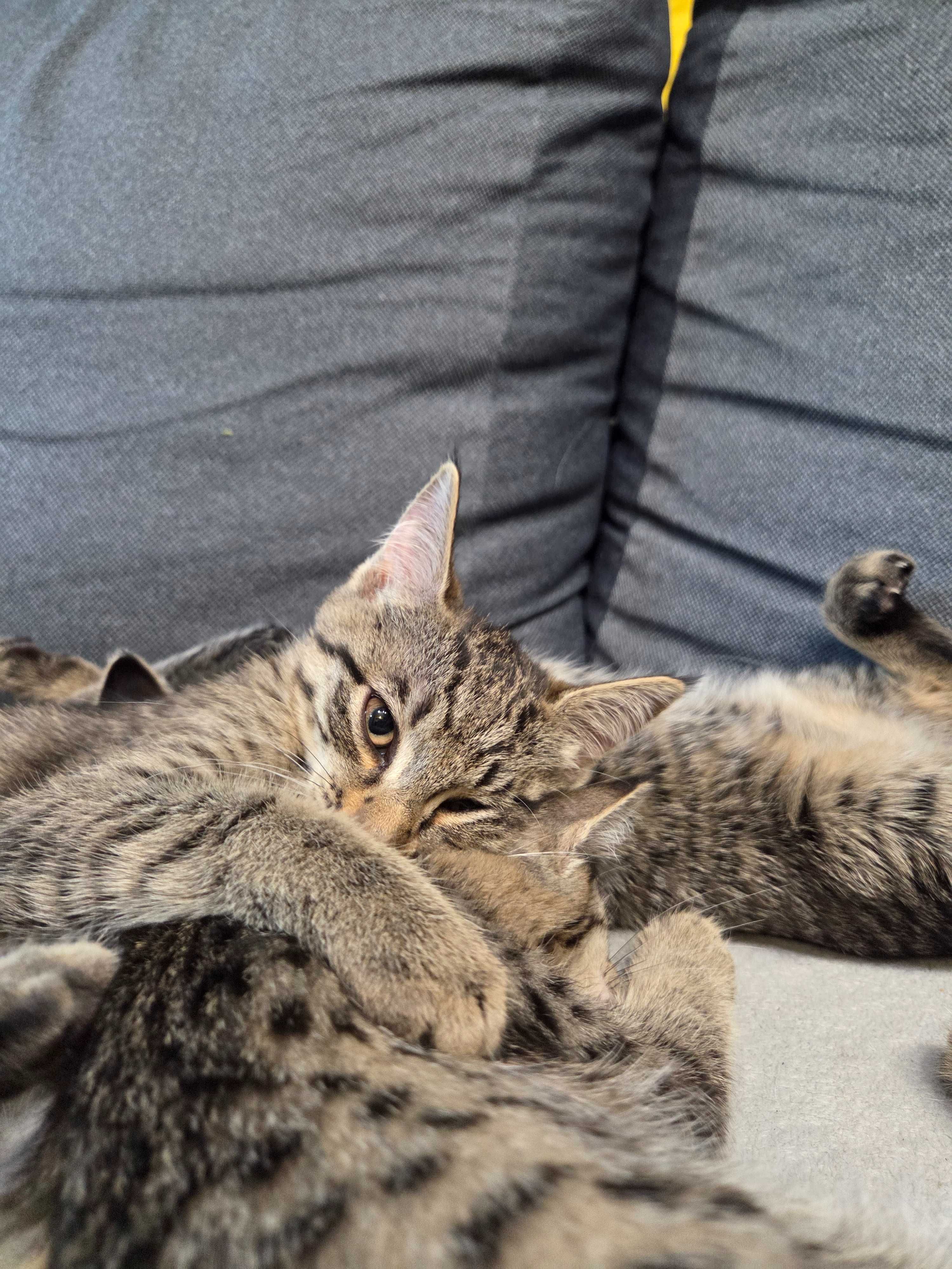 Милые и смешные котята