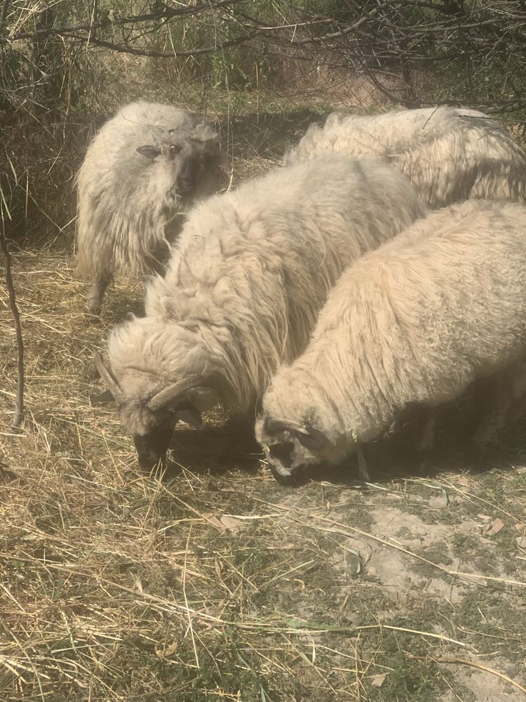Vând doua oi un berbec si trei miei