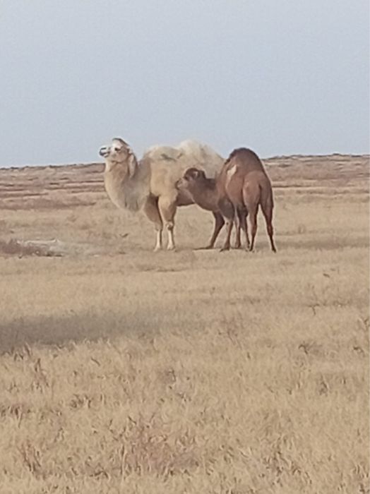Верблюд Боталы Түйе