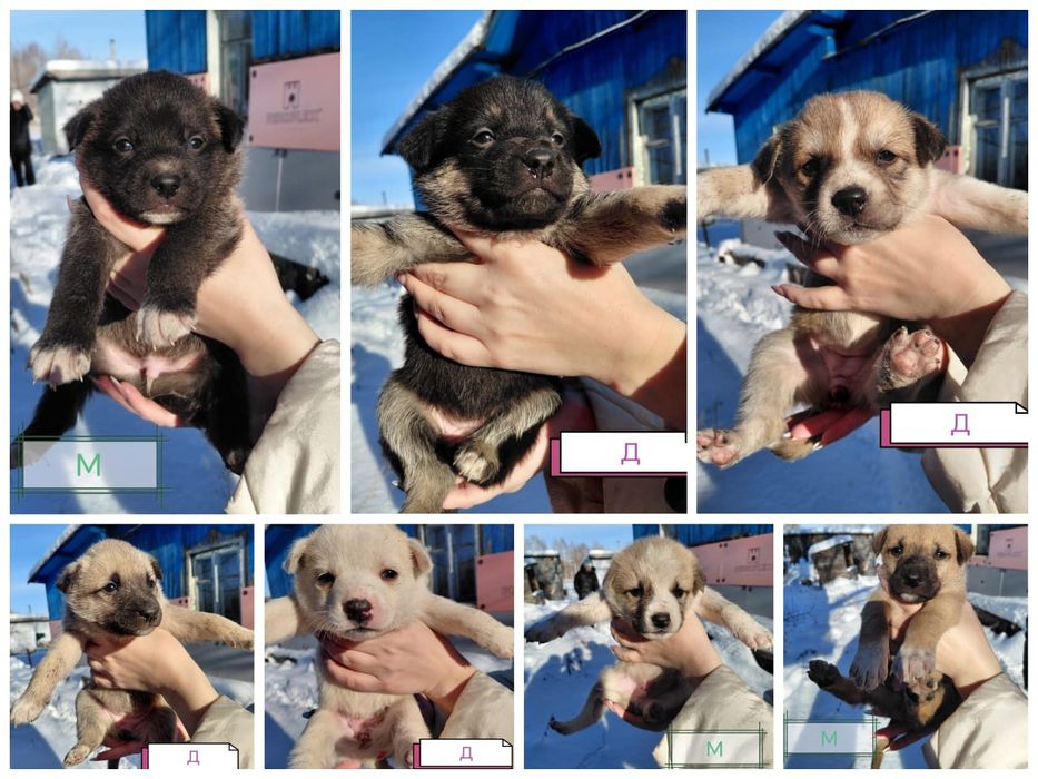 Щенки ищут дом. SOS!!!