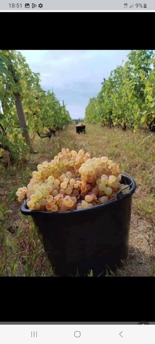 Struguri de vin producția 2025 de vânzare