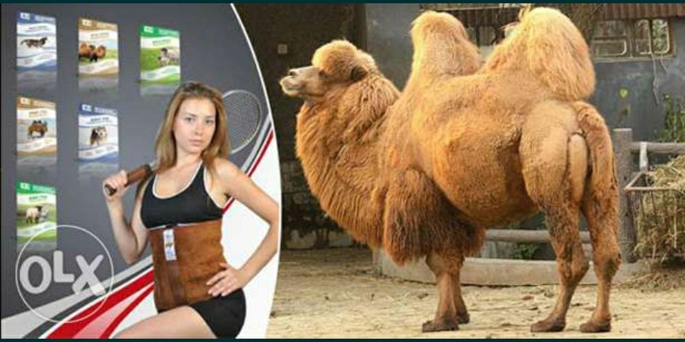 Подарок близким Верблюжий Лечебный Пояс, Наколенники, Носки