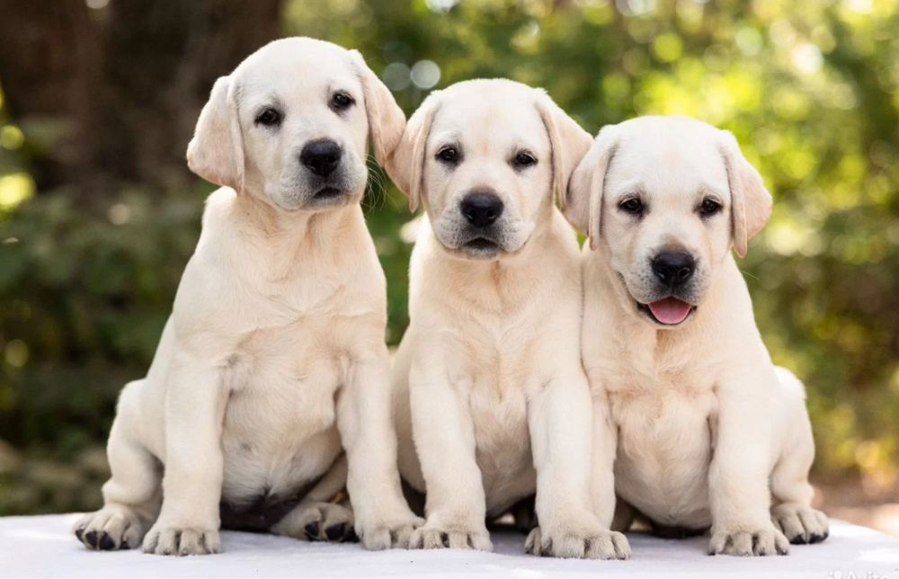 В продаже чистокровные щеночки лабрадора ретривера