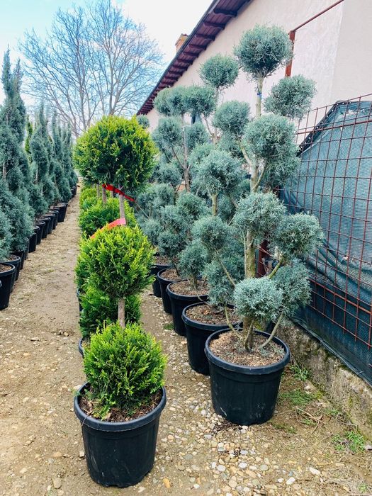 Plante ornamentale crescute in ghiveci la preț de producător