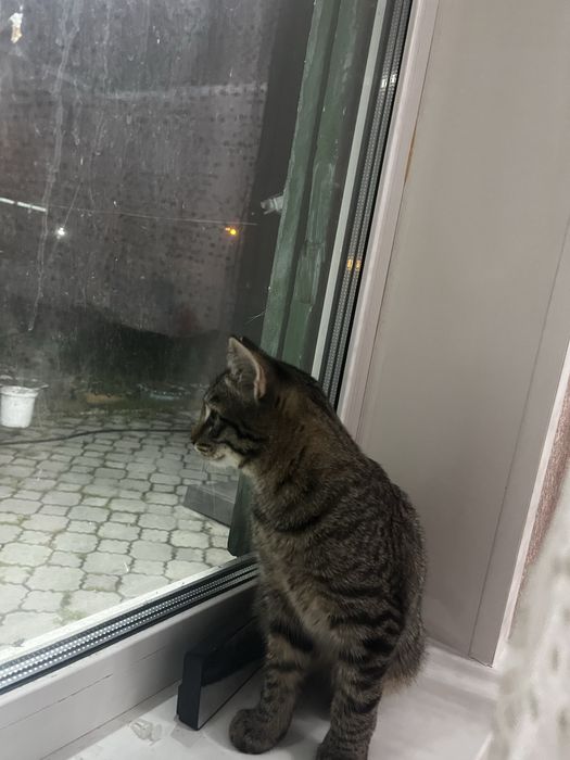 Отдам бесплатно котенка