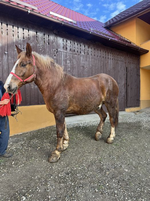 Cal de 8 ani de vanzare