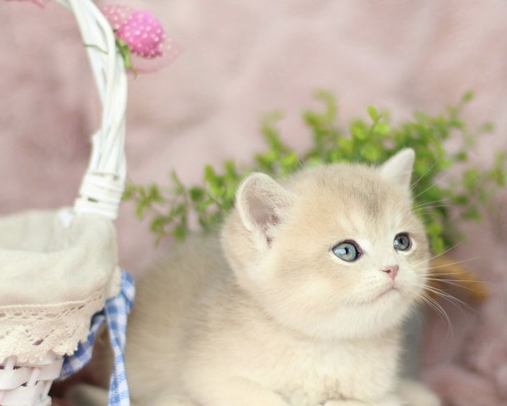 леловое и голубое золото