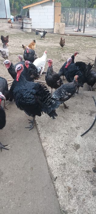 Curcani Românești De Vânzare