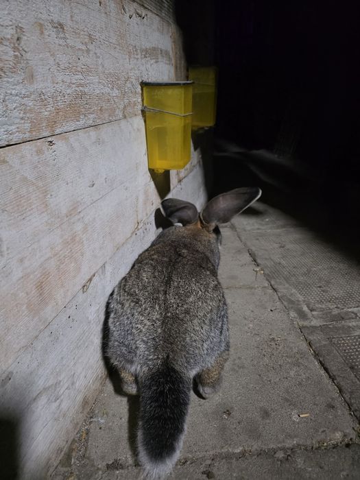 Iepure urias gri german