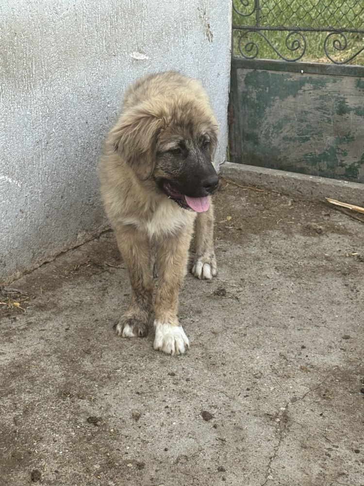 Mascul si femela ciobanesc caucazian