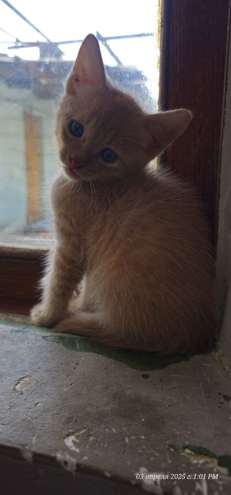 Срочно отдаются котята сфинкса