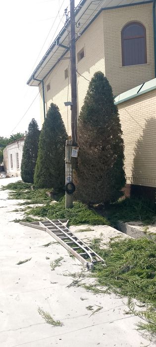 Savdonik Boğbon xizmati