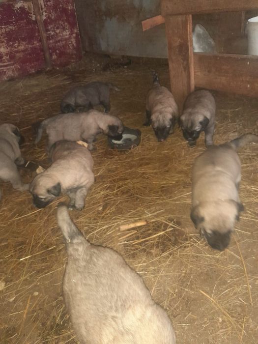 Căței de donat foarte frumoși