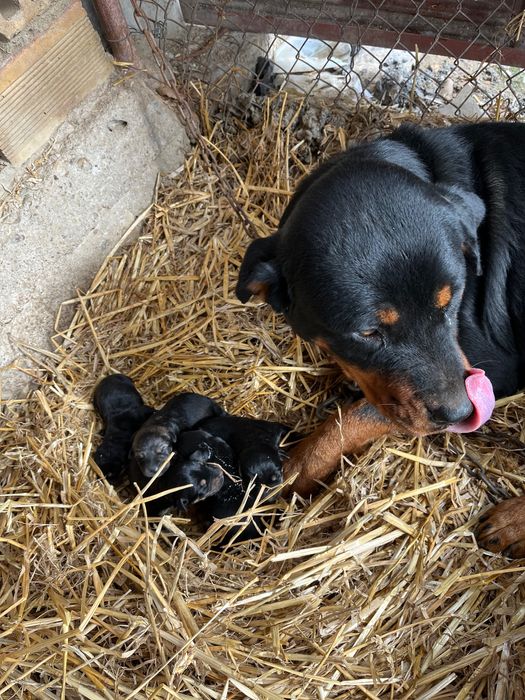 Новородени ротвайлери