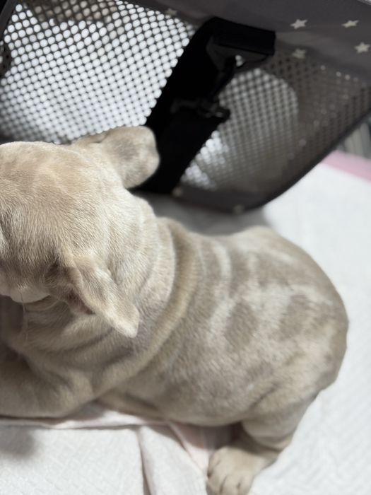 Mascul Bulldog Francez Isabella 2 luni / French Bulldog