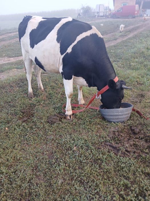 Junincă Holstein de vânzare