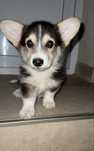 Baiat Pembroke Corgi
