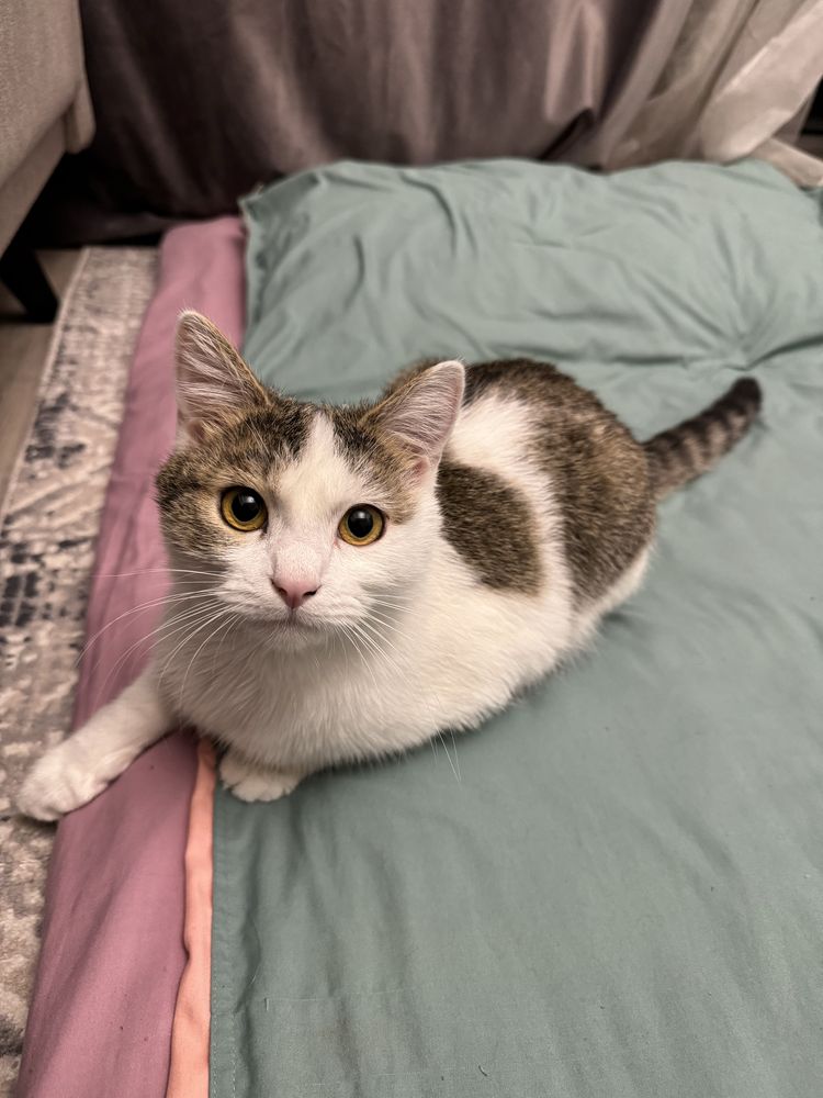 Мысық. Котик