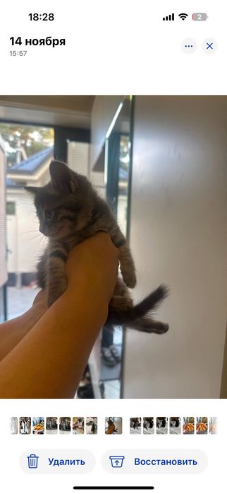 Котенок 2 месячный