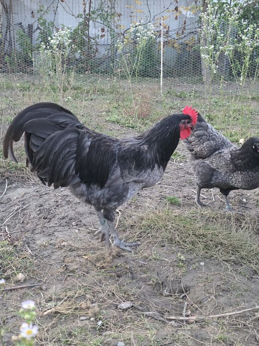 Cocosi Australorp